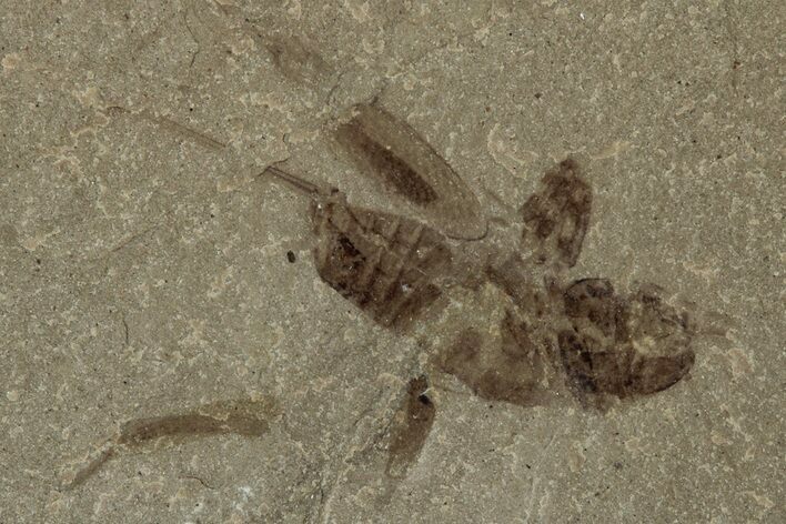 Eocene Fossil Cricket (Orthoptera) - Green River Formation #356697